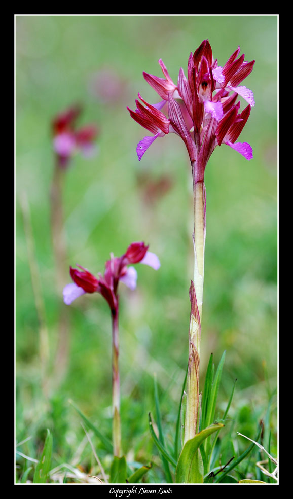 Anacamptis palilionacea e un saluto a tutti